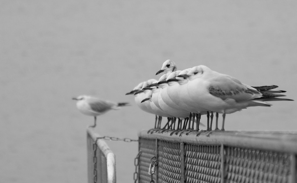 BW-Street-Geneve-Pigeons-1.jpg